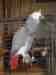 African Grey