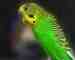 Parakeet