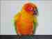 Conure