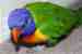 Lory / Lorikeet