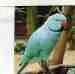 Indian Ringneck Parakeet