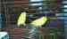 Parrotlet