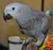 African Grey