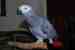 African Grey