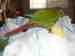 Conure