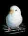 Budgerigar