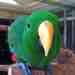 Eclectus