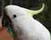 Cockatoo