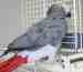 African Grey