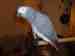 African Grey