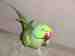 Indian Ringneck Parakeet