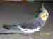 Cockatiel