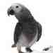 African Grey