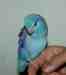 Parrotlet