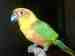 Conure