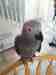 African Grey