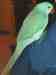 Indian Ringneck Parakeet