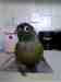 Conure