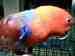 Eclectus