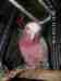 Galah Cockatoo