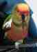 Conure