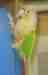 Conure