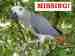 African Grey