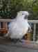 Cockatoo