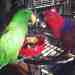 Eclectus