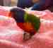 Lory / Lorikeet