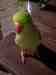 Indian Ringneck Parakeet