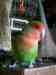Lovebird