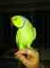 Indian Ringneck Parakeet