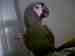 Macaw
