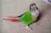 Conure