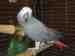 African Grey