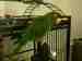 Conure