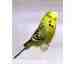 Budgerigar