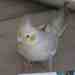 Cockatiel