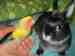 Lovebird