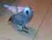 African Grey