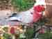 Galah Cockatoo