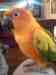 Conure