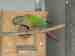 Conure