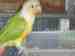 Conure