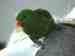 Lory / Lorikeet