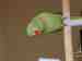 Alexandrine