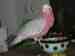 Galah Cockatoo