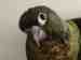 Conure