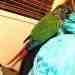 Conure